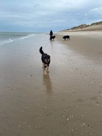 3 Hovis am Strand