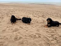 3 Hovis im Sand